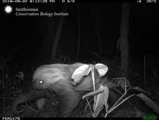 Description Provided by @NationalZoo: 
 A night-vision photo of a sloth walking on the ground through the rainforest.