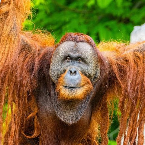 Azure Generated Description:
a close up of a monkey (42.07% confidence)