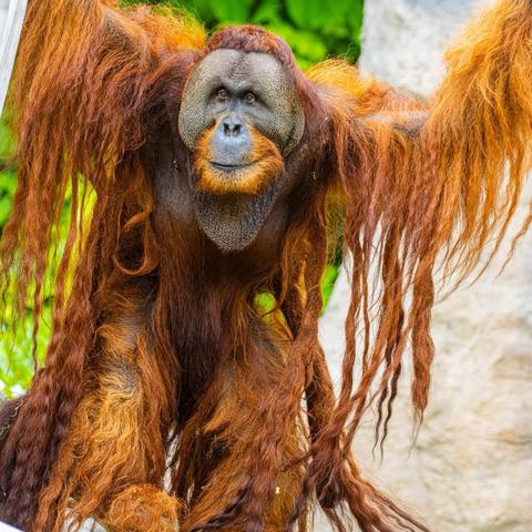 Azure Generated Description:
a monkey with a human face (35.73% confidence)