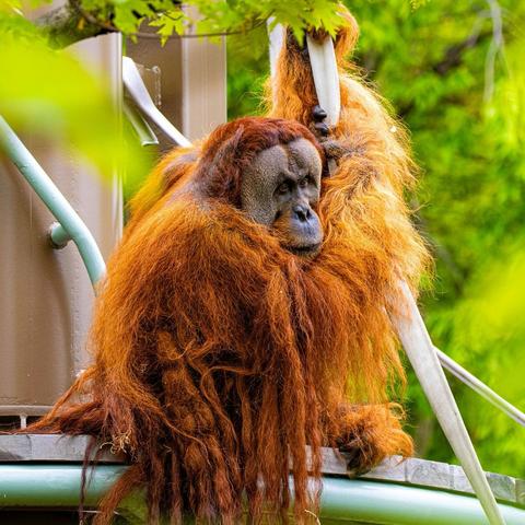 Azure Generated Description:
a brown monkey with a long horn (22.75% confidence)