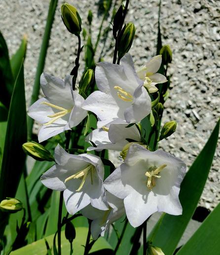 A cluster of white bellflowers in bloom, featuring prominent yellow stamens and delicate, curved petals. Upright stalks support unopened buds, contrasting with the backdrop of long, vivid green leaves and rough stone. The photo is taken in bright daylight, highlighting the texture of the petals and the stone.
