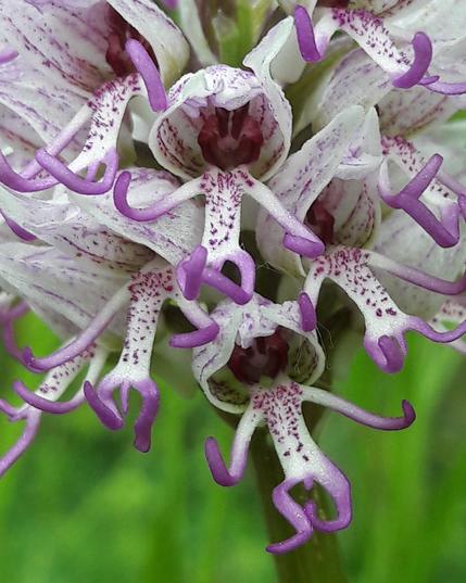 Orchis Singe - Monkey Orchid
Orchis simia