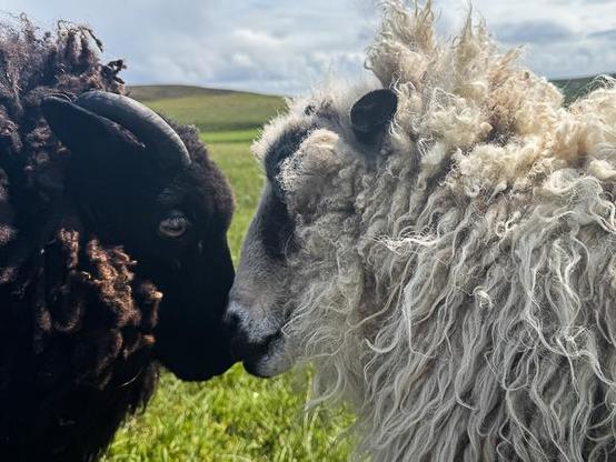 Shetland sheep