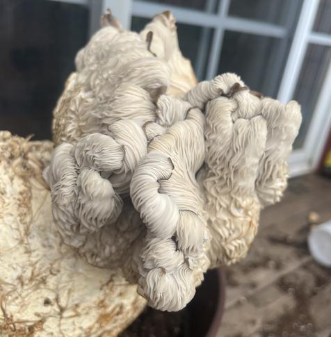 Another angle of the mushroom's current form. You can see that the two sides of the mushroom cap are starting to fold over and overlap like a taco. There are many fresh furls along the edge.
