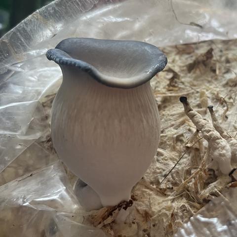 My first mushroom the size of a golf ball. It has a wide white stipe stipe and a blue grey cap