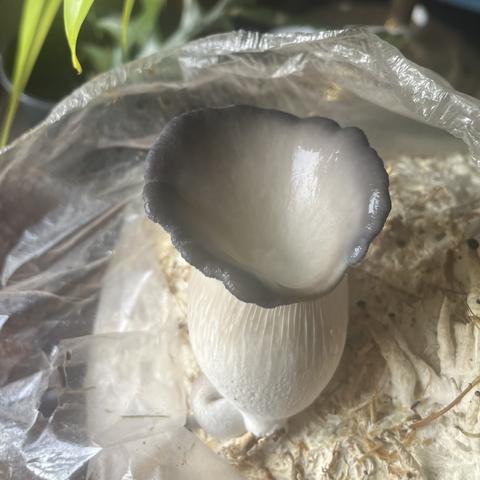 Another angle of this mushroom starting to unfurl its gills the next day