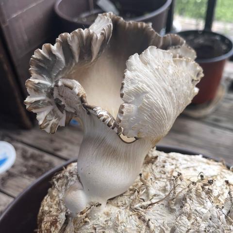 A few days later the mushroom seems to have tripled in size. You can now easily see the gills and the top is now a brown beige