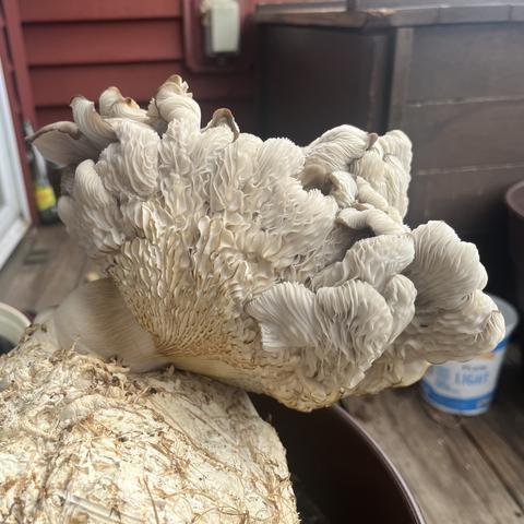 Almost like a fluffy hen or an oyster shell, the mushroom has doubled in size, and is so flared that the cap is no longer visible