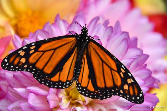 In the image, a monarch butterfly with bright orange wings is captured in close-up, perched on a delicate pink flower. The butterfly's wings, marked with white spots, stand out against its vibrant orange body. The flower is a deep shade of pink and features multiple layers of petals that curve gracefully towards the center of the image. The butterfly and the flower create a striking visual composition, showcasing the beauty of nature.
