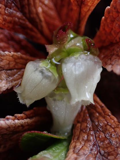 Three pale white bell-shaped flowers with darke veins running the length of the fused petals. They are nestled at the base of last year's brown leaves, which have a leathery, almost reptilian texture.