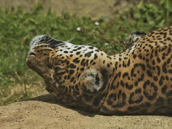 Jaguar Kopf
Jaguar Head
Jaguar Cabeza