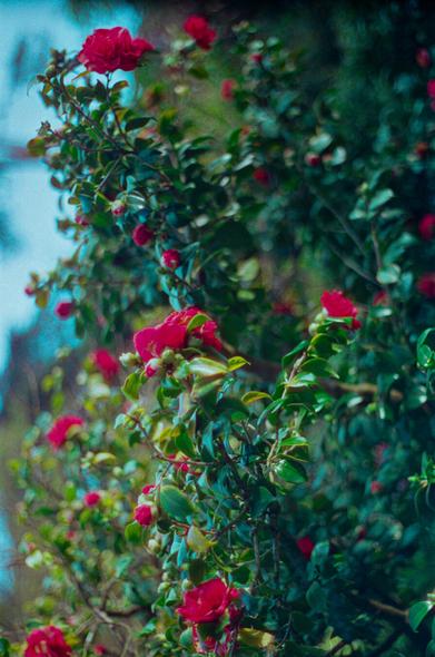 a bush of red flowers