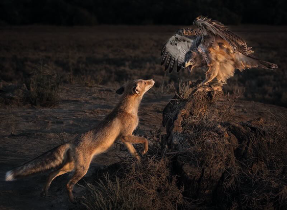Taken in low light, an aggressive eagle perches on a rock with its wings spread out in a display of defiance against an approaching fox. The fox is standing barely 2 feet away from the Eagles beak, and the fox appears to be climbing the bottom part of the rock, with its head tilted up towards the eagle.