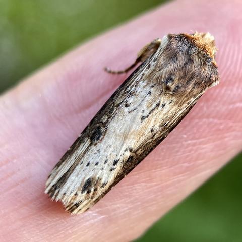 A narrow moth on a finger.  It rolls its wings around its abdomen like a rolled leaf or snapped twig.  It is a light silvery-straw colour with brown woody streaks and pitting. It resembles a small snapped twig
