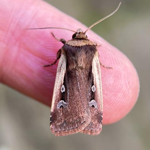 Overhead shot of 1cm moth on a finger.  It is arrowhead shaped. It is dark brown with two silvery-straw flame flashes down the sides of its wings extending from its head to about 3/4 of the way down.  It has two stigmata on each wing, both blue-grey edged in silvery white. One is orbital and below it is one that is reniform.