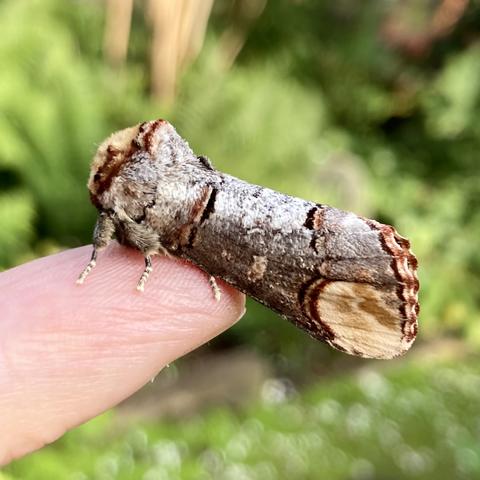 An old favourite. A large 2.5cm moth on a finger.  It resembles a large snapped birch twig.  It is silvery grey with black and brown lines, like birch bark. It has a flat buff coloured face and at the back of the wing there is a large buff patch that resembles the inside wood of a twig as if it has been snapped from the tree.