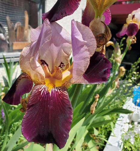 A close-up shot showcases a striking iris flower with a complex color palette. Its petals transition from a soft lavender to a rich, deep purple, complemented by a vibrant yellow center. The flower is set against a backdrop of lush green foliage and hints of a building's exterior in soft focus, creating a natural and serene composition.