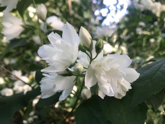 Weiße Jasminblüten