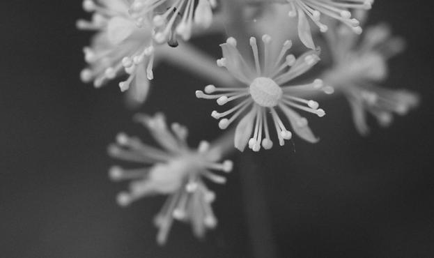 Macro photograph in black and white of the lower part of a cluster of small white flowers only 3 mm in size, distributed around a stem against a dark background. The flowers have four petals and more than twenty long stamens with visible anthers at the end, and a large round and fuzzy pistil in the centre.