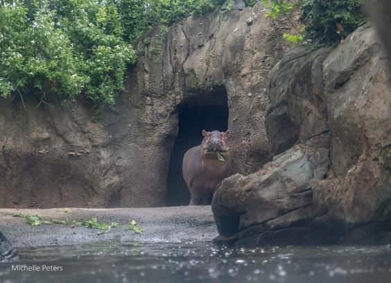 In the image, a hippopotamus is standing in the water near a large rock formation in a natural setting. The hippopotamus is positioned in front of a cave-like opening, surrounded by lush vegetation. The rocks around the water's edge display various shades of brown, with the hippopotamus being the most prominent feature in the scene. The hippopotamus is facing the camera, and it seems to be enjoying its time near the water.