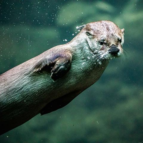 The image depicts a brown otter swimming through a body of water with a green hue. The otter is captured mid-swim, creating a dynamic scene as it moves towards the left side of the image. The background of the image is a blurred green, which further emphasizes the otter's central position. The otter appears to be in motion, adding a sense of excitement to the image.