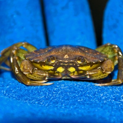 The image presents a close-up view of a crab with its head slightly tilted towards the camera. The crab has brown and black colors and is facing the camera. The crab's claws are open, suggesting it is in a defensive or curious state. The background of the image is a vibrant blue color, which contrasts with the crab's dark colors.