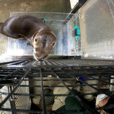 A brown otter is peering through a metal cage at a zoo, surrounded by a metal grate. The otter is in the foreground, looking up at the camera, with a person partially obscured to the left. The setting appears to be indoor or artificial, and the otter appears to be curiously examining the cage.