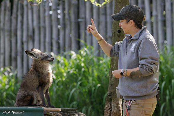 In the image, a person wearing a gray sweatshirt and baseball cap is interacting with a black and tan fox in a fenced area. The person is gesturing with their right hand, pointing towards the fox. The fox appears to be following the person's lead, sitting attentively in front of them.

The setting features a lush green backdrop with a tree and bushes in the background, providing a natural and serene environment for the interaction between the person and the fox.