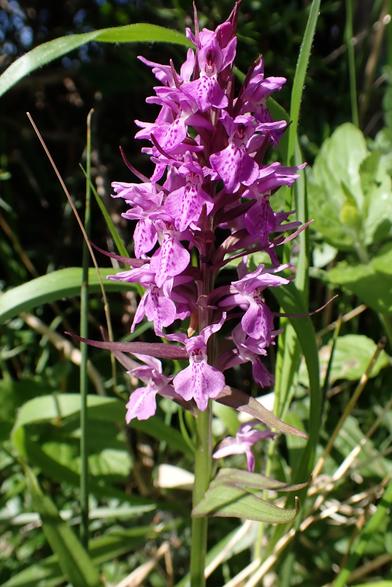 Southern Marsh Orchid, distinguished by fairly wide side-lobes, but dotty pattern restricted to centre