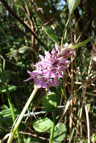 Heath Spotted Orchid identified by spotty leaves (not shown), loopy pattern, and location (on a heath)