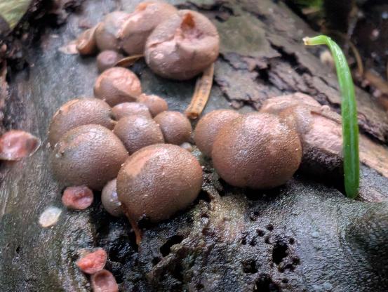 Mushrooms on a log