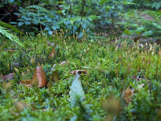Bright green moss