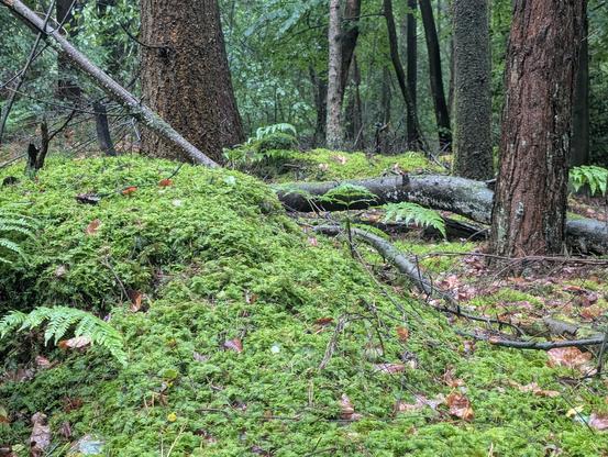 Field of thick moss in a forest.