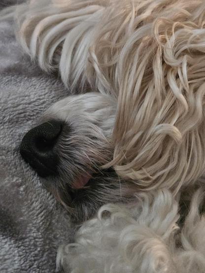 Photo of a little dog happily sleeping on a soft blanket. The dog is so happy she has her tongue sticking out as she sleeps.