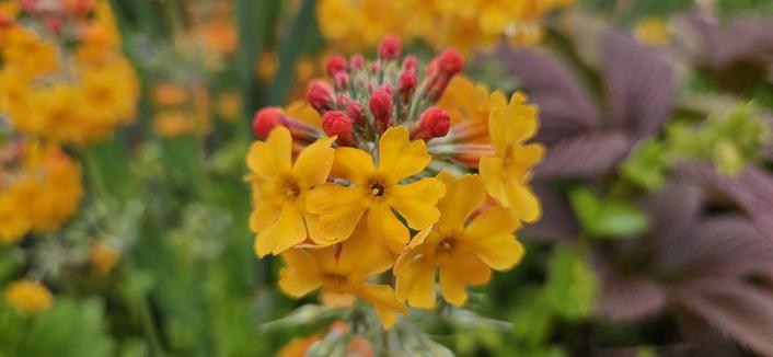 Golden yellow candelabra primula with bright orange buds. Bronze leaves of the Rodgersia nearby make a nice contrast.