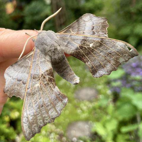 Overhead shot of large 5cm hawk moth. It is largely a warm grey with hints of olive green.  It has a thick chunky abdomen which curls up at the end.  It's forewings (overwing) extend down and back like aeroplane wings but are squared off at the bottom. It's hindwing (underwing) is held out horizontally under the forewing. It gives the impression of being rather square in shape. It has very visible thin yellow-orange veins. and two very thick creamy white antennae