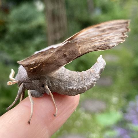 Side on shot of a large hawkmoth on a finger.  It faces left. It's large wings extend back and are slightly blurred out of focus. The focus is the thick grey abdomen that curls sharply up at the back.  It has thick white legs, almost spider like that grip the finger, and two thick creamy antennae