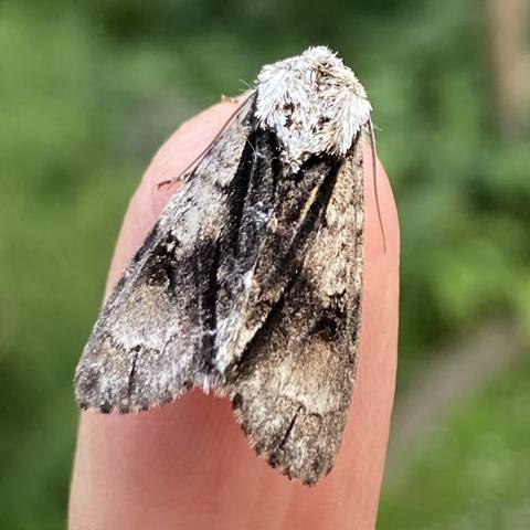 Overhead shot of a 1.5cm arrowhead shaped moth on a finger.  It has a grey-white furry head.  Its wings are largely of a similar colour with a very distinctive arrow or dagger shape down the centre, the point of the arrow pointing away from the head. The arrow shape is surrounded by an edging of black which makes it stand out.  There are two slightly pale discs, quite large, one on each wing, near the bottom.