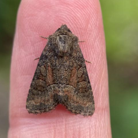 A small 0.5cm moth on a finger. It is arrowhead shaped.  it is a warm reddish-brown colour, almost brick-red with hints of ginger and dark brown veins. There is a very slightly paler band, like a hem, that the runs across the bottom of the wings.  it has two stigmata on each wing, one above the other, one ovoid, one reniform.