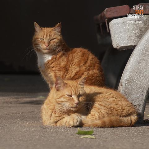 Two ginger cats are sitting next to each other near a bench