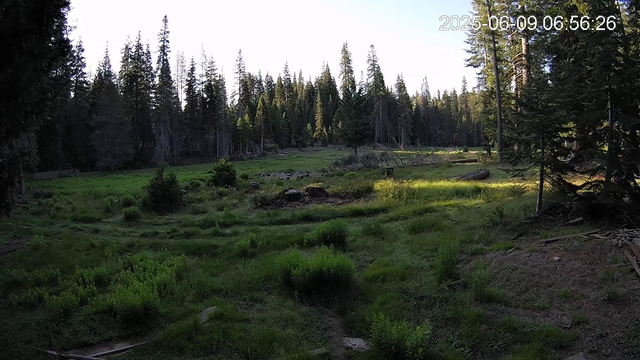 A lush green meadow under a dawn sky surrounded by tall conifers