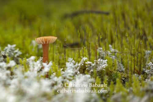 A very small light brown mushroom in a patch of moss. There is some type of white fungi in the foreground.