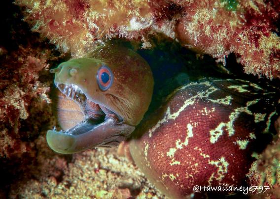 A moray eel with a green-hued face with its mouth agape as it rests wedged in a hole, its body folded over itself. Its body is reddish with mottled white patches, right.