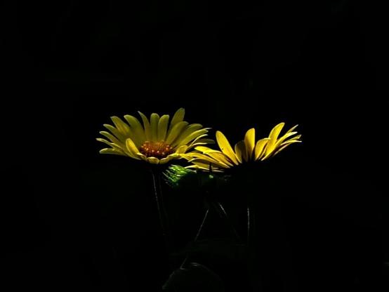 Image shows 2 dandelions hiding in the shadows, the contrast of vivid yellow against the blackness behind