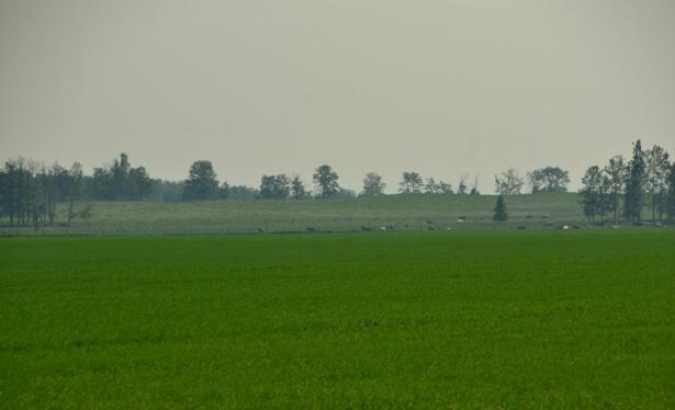 The morning light is partly obscured by some light clouds (I guess- -they can't be seen) and a thick haze of wildfire smoke. From the car, zoomed/cropped a bit, looking across a field of low bright spring green. On the far side, a wire and post fence marks another field, then another beyond that, both duller green with new grass emerging through old dry grass. In the distant centre field (already smoke dulled) from centre to right a couple dozen cattle are scattered, various colours, some grazing, some laying. There is an open stand of trees to right, poplars and a couple of spruce, and some more trees to far left. Farther back, the next field rises to a modest hill the width of the frame, crowned with more scattered trees, with a denser wood far back to the left.
