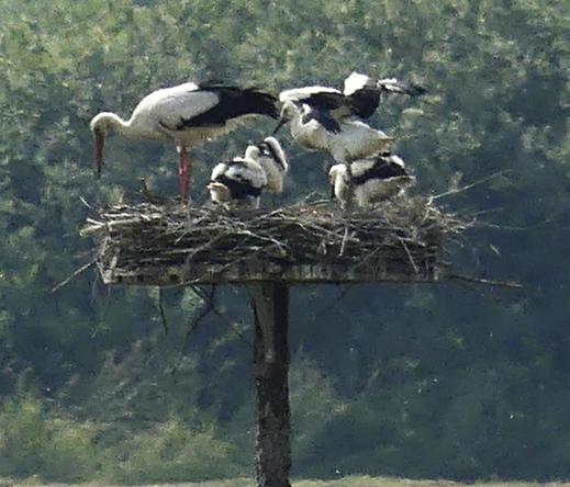 All in the nest