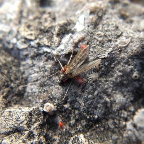 A dead midge on a rock, with several fuzzy, oblong red mites clinging to it.