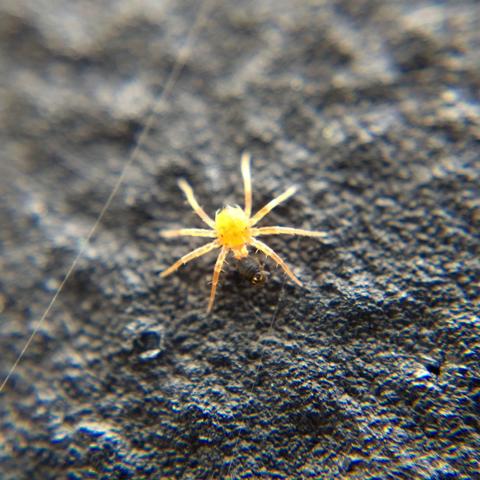 An orange mite with a star- or asterisk-like arrangement of spiky legs feeding on a small round black springtail. It is on a rough black surface and there is not enough light, so the mite is rather washed out.