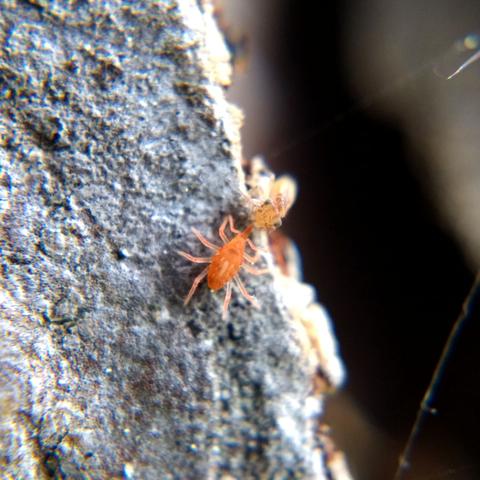On a pine tree, a red-orange mite sticks its pointy, weevil-like snout into the face of a yellowish barklouse.