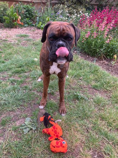 A brindle boxer dog with a white chest is standing with his tongue out tickling his nose. He has an orange toy dinosaur at his feet. He is in a garden on a patchy bit of grass. Some pink penstemons are flowering in the background.